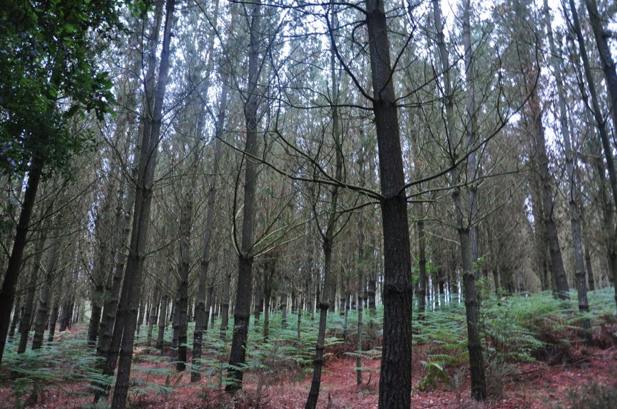 Galician forest (A Coruña).